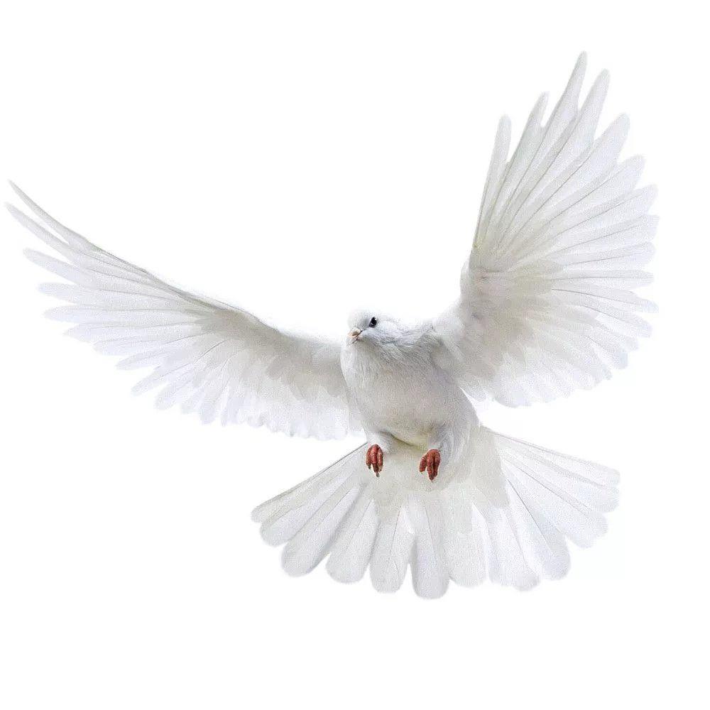 Peace Dove Wall Stickers for L - Tiny Home Bathroom Kit recension och pris